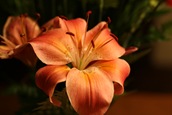 IMG_1227 IMG_1227