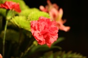 IMG_1229 IMG_1229