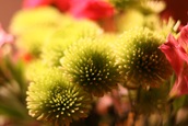 IMG_1230 IMG_1230