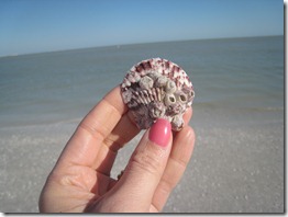 IMG 0131 thumb   She Sells Sea Shells