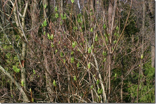 IMG_4146 IMG_4146