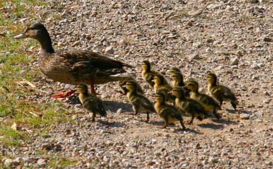 mother-duck-and-ducklings2d mother-duck-and-ducklings2d