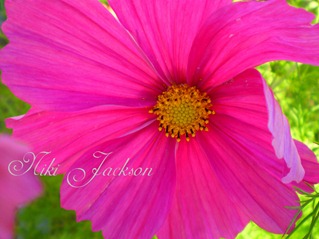 pinkcosmosetsy pinkcosmosetsy