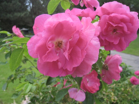 IMG_1617 IMG_1617