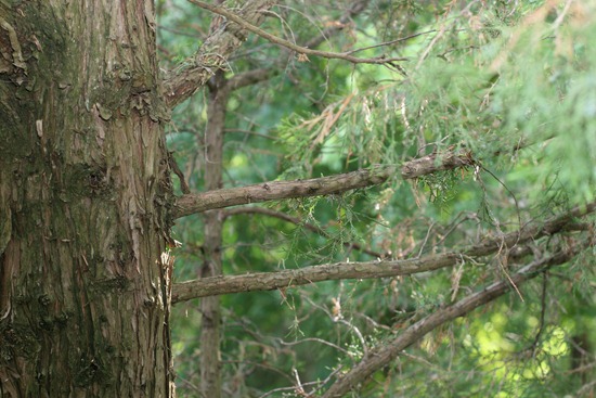 IMG_8938 IMG_8938