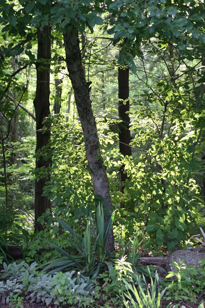 IMG_8943 IMG_8943