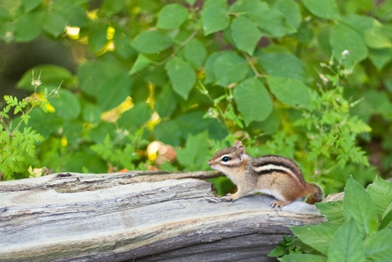 IMG_1556 IMG_1556