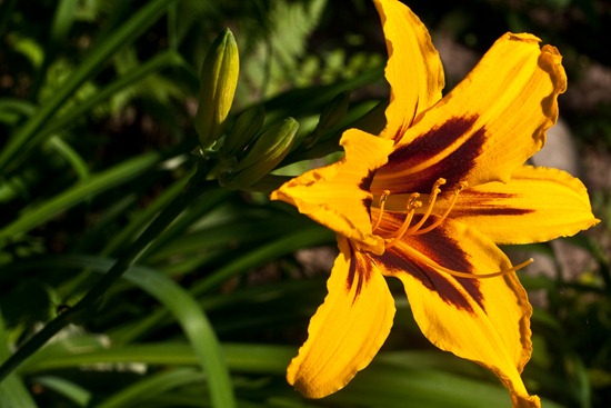 IMG_1800 IMG_1800
