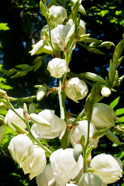 IMG_2103 IMG_2103
