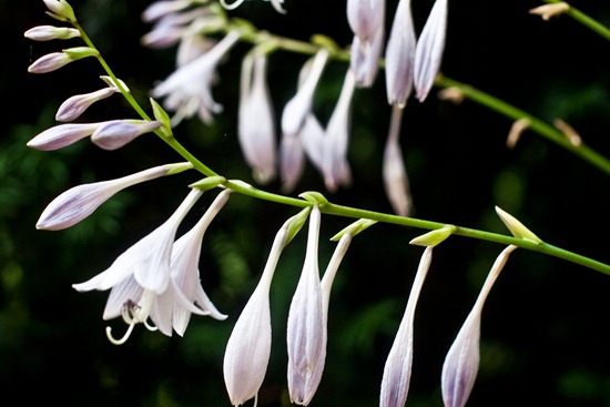 IMG_2315 IMG_2315