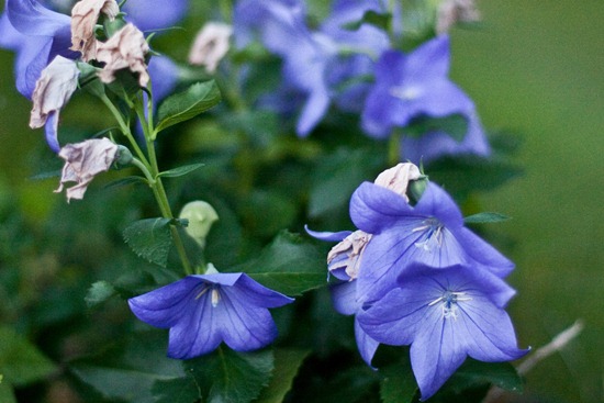 IMG_3774 IMG_3774