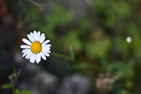 IMG_3775 IMG_3775