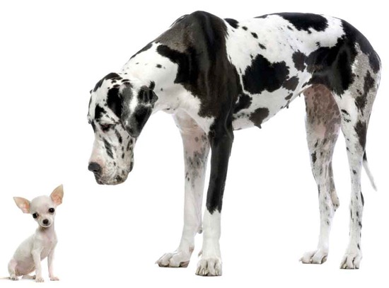 Great Dane Great Dane