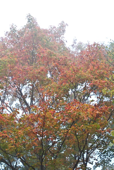 20100930-IMG_3668 20100930-IMG_3668