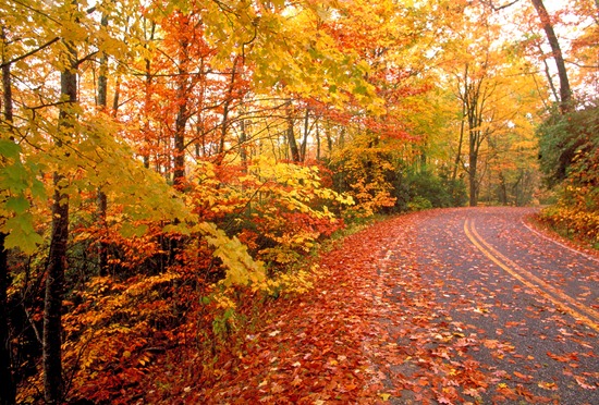 fall-road fall-road