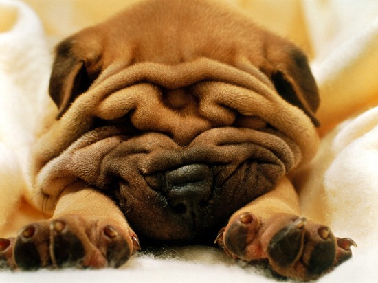 shar_pei_1600x1200 shar_pei_1600x1200