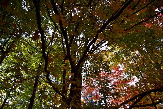 20101006IMG 4379 thumb   Wordless Wednesday: Why I Love Fall
