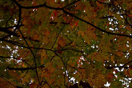 20101006IMG 4381 thumb   Wordless Wednesday: Why I Love Fall