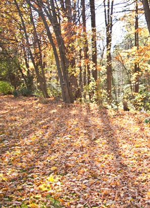 20101017-IMG_7318 20101017-IMG_7318