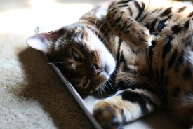 IMG_3990 IMG_3990